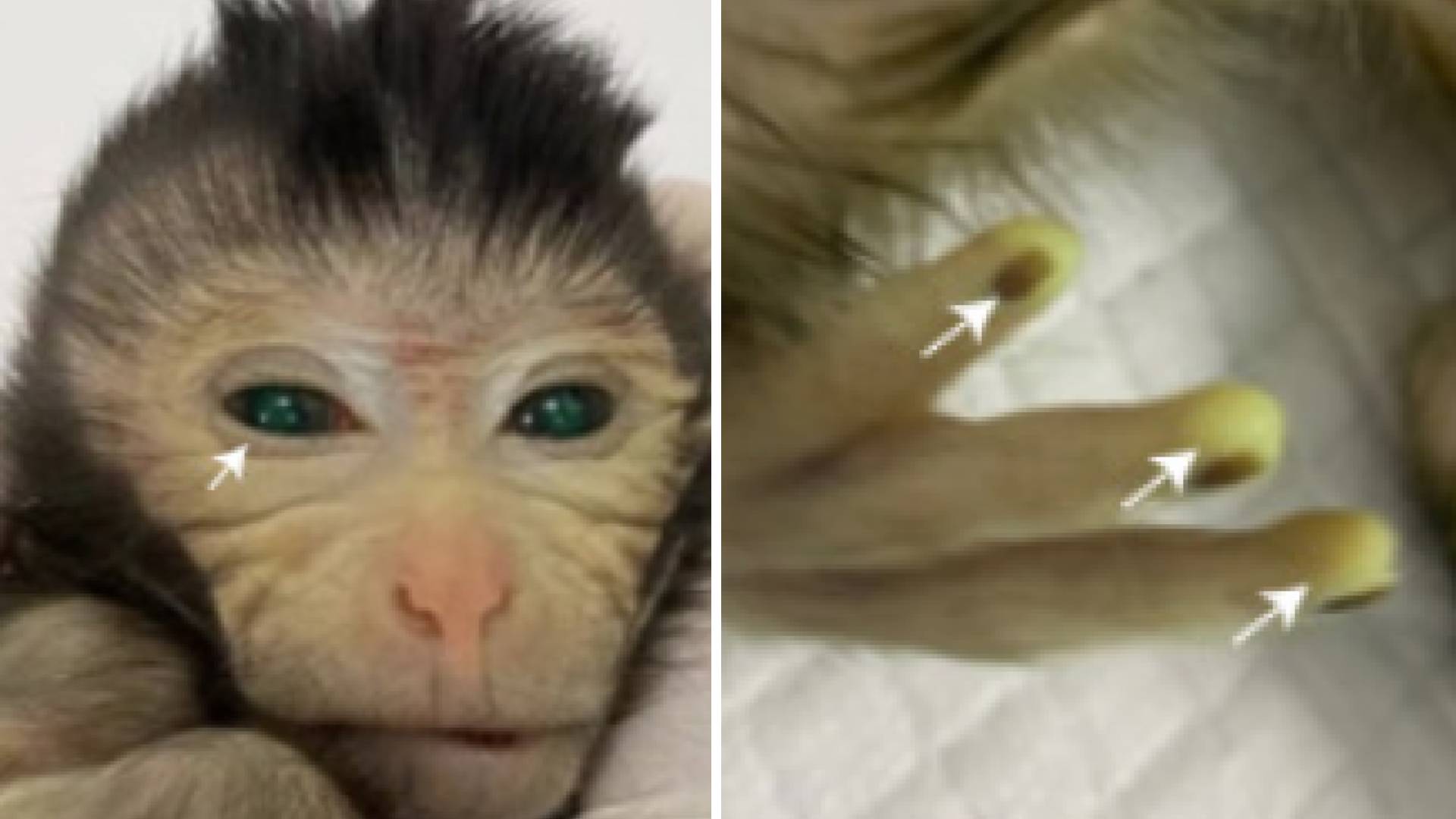 Cientistas criam macaco com olhos verdes fluorescentes e dedos
